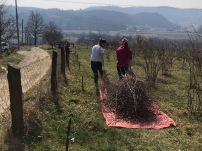 Cijela porodica zaljubljena u šipak, promijenio im je život na pozitivno