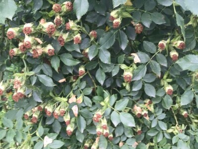 Cijela porodica zaljubljena u šipak, promijenio im je život na pozitivno