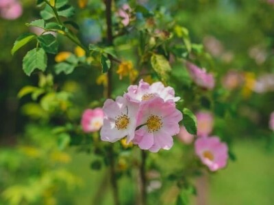 Cijela porodica zaljubljena u šipak, promijenio im je život na pozitivno