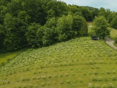 Cijela porodica zaljubljena u šipak, promijenio im je život na pozitivno