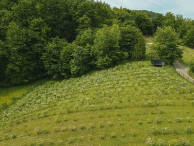 Cijela porodica zaljubljena u šipak, promijenio im je život na pozitivno