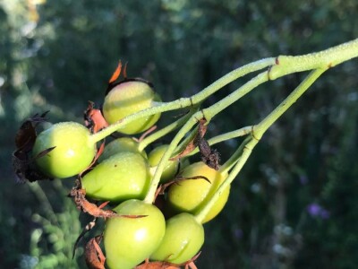 Cijela porodica zaljubljena u šipak, promijenio im je život na pozitivno