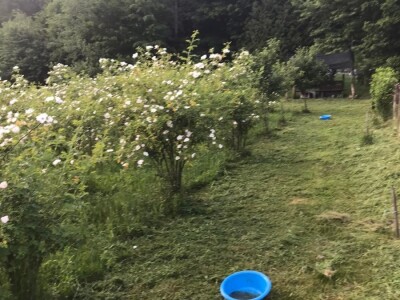 Cijela porodica zaljubljena u šipak, promijenio im je život na pozitivno