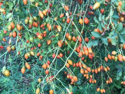 Cijela porodica zaljubljena u šipak, promijenio im je život na pozitivno