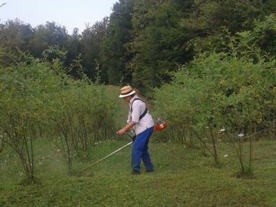 Cijela porodica zaljubljena u šipak, promijenio im je život na pozitivno