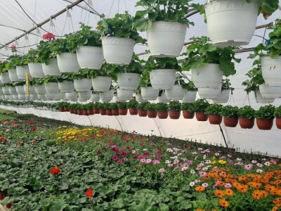 Ciklame i jagorčevine najtraženije pred osmi mart, foto: M. Lazarević