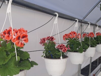 Ciklame i jagorčevine najtraženije pred osmi mart, foto: M. Lazarević