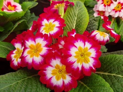 Ciklame i jagorčevine najtraženije pred osmi mart, foto: M. Lazarević