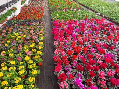 Ciklame i jagorčevine najtraženije pred osmi mart, foto: M. Lazarević