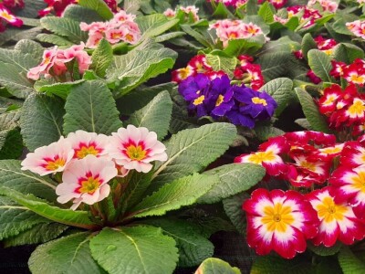 Ciklame i jagorčevine najtraženije pred osmi mart, foto: M. Lazarević