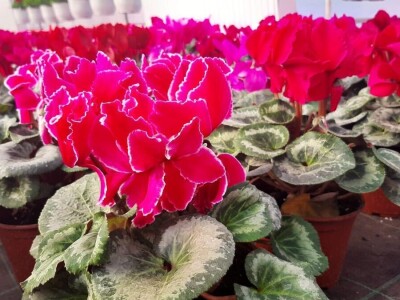 Ciklame i jagorčevine najtraženije pred osmi mart, foto: M. Lazarević