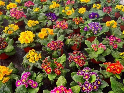 Ciklame i jagorčevine najtraženije pred osmi mart, foto: M. Lazarević