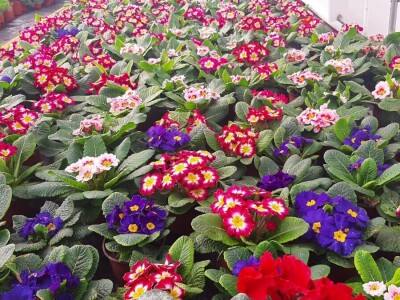 Ciklame i jagorčevine najtraženije pred osmi mart, foto: M. Lazarević