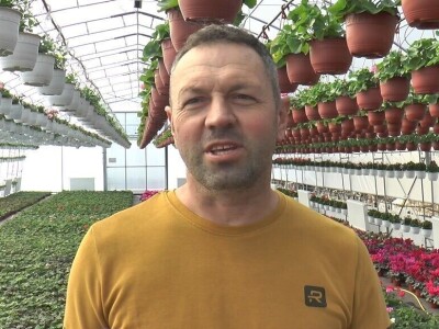 Ciklame i jagorčevine najtraženije pred osmi mart, foto: M. Lazarević