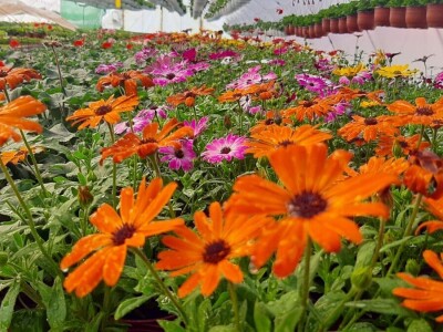 Ciklame i jagorčevine najtraženije pred osmi mart, foto: M. Lazarević