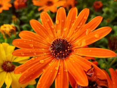 Ciklame i jagorčevine najtraženije pred osmi mart, foto: M. Lazarević