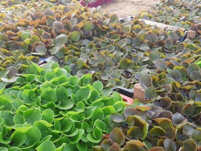 Ciklame i jagorčevine najtraženije pred osmi mart, foto: M. Lazarević