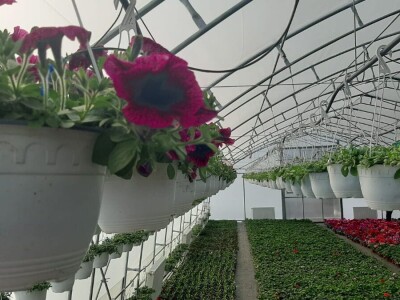 Ciklame i jagorčevine najtraženije pred osmi mart, foto: M. Lazarević