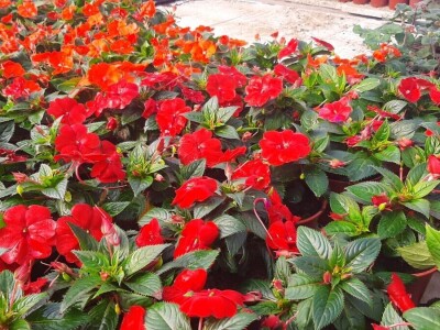 Ciklame i jagorčevine najtraženije pred osmi mart, foto: M. Lazarević