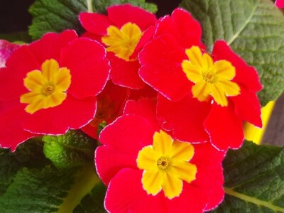 Ciklame i jagorčevine najtraženije pred osmi mart, foto: M. Lazarević