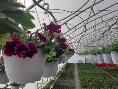 Ciklame i jagorčevine najtraženije pred osmi mart, foto: M. Lazarević