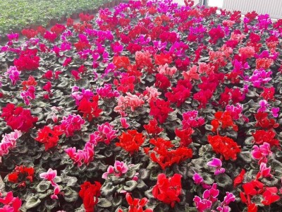 Ciklame i jagorčevine najtraženije pred osmi mart, foto: M. Lazarević