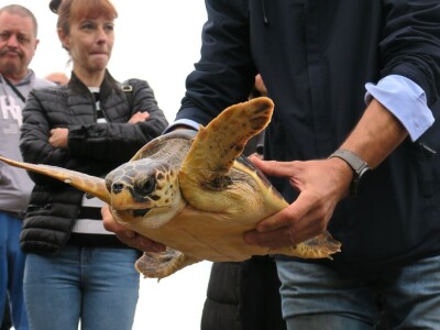 Čiko, Maya i Alen nakon rehabilitacije vraćeni u more