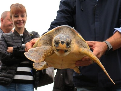 Čiko, Maya i Alen nakon rehabilitacije vraćeni u more