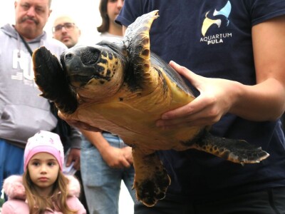 Čiko, Maya i Alen nakon rehabilitacije vraćeni u more