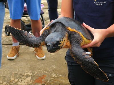 Čiko, Maya i Alen nakon rehabilitacije vraćeni u more