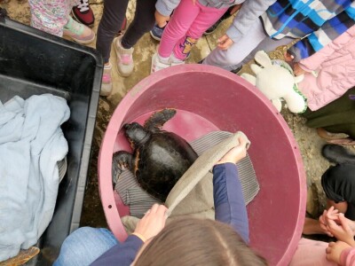 Čiko, Maya i Alen nakon rehabilitacije vraćeni u more