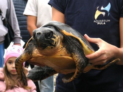 Čiko, Maya i Alen nakon rehabilitacije vraćeni u more