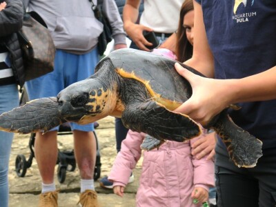 Čiko, Maya i Alen nakon rehabilitacije vraćeni u more