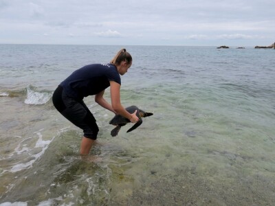 Čiko, Maya i Alen nakon rehabilitacije vraćeni u more