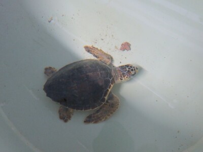 Čiko, Maya i Alen nakon rehabilitacije vraćeni u more