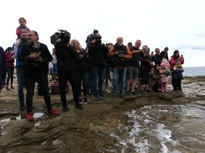 Čiko, Maya i Alen nakon rehabilitacije vraćeni u more