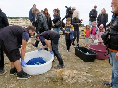 Čiko, Maya i Alen nakon rehabilitacije vraćeni u more