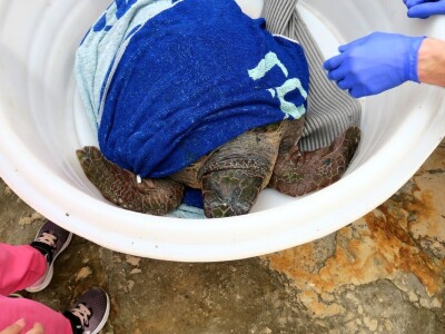 Čiko, Maya i Alen nakon rehabilitacije vraćeni u more