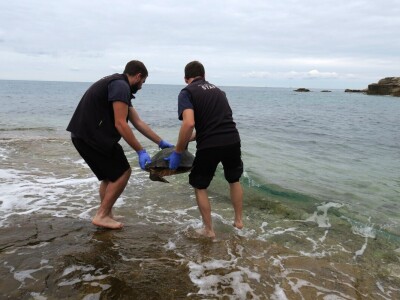 Čiko, Maya i Alen nakon rehabilitacije vraćeni u more