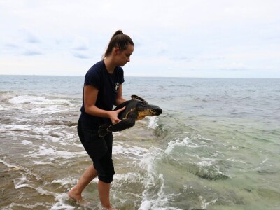 Čiko, Maya i Alen nakon rehabilitacije vraćeni u more