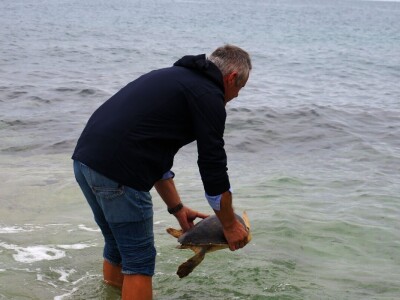 Čiko, Maya i Alen nakon rehabilitacije vraćeni u more