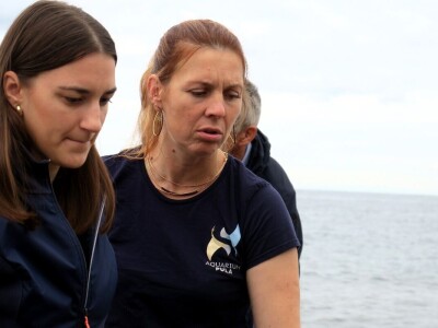 Čiko, Maya i Alen nakon rehabilitacije vraćeni u more