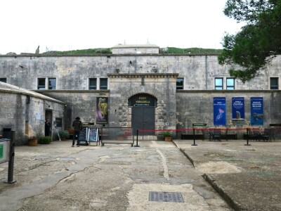 Čiko, Maya i Alen nakon rehabilitacije vraćeni u more