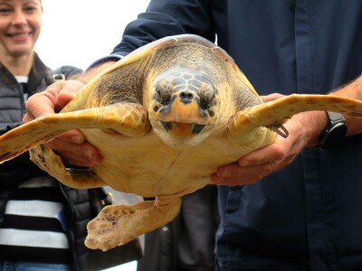 Čiko, Maya i Alen nakon rehabilitacije vraćeni u more