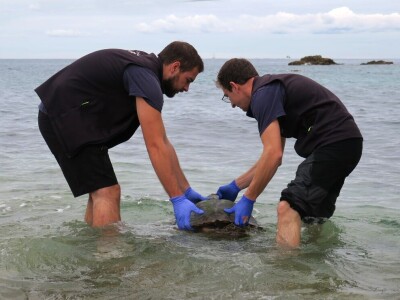 Čiko, Maya i Alen nakon rehabilitacije vraćeni u more