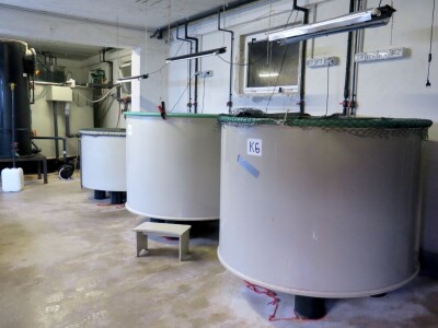 Čiko, Maya i Alen nakon rehabilitacije vraćeni u more