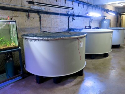 Čiko, Maya i Alen nakon rehabilitacije vraćeni u more