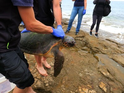 Čiko, Maya i Alen nakon rehabilitacije vraćeni u more