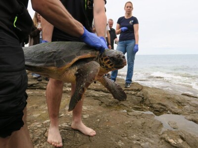 Čiko, Maya i Alen nakon rehabilitacije vraćeni u more