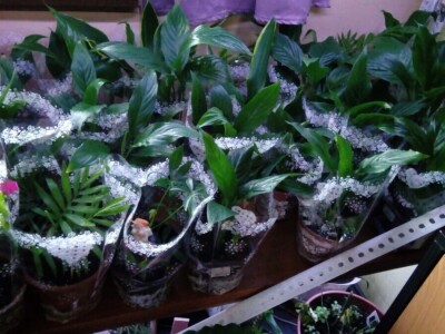 Čila Zorad: Posebno uživa u oblikovanju živih ograda i drveća, a izrađuje i razne vrste cvijetnih aranžmana